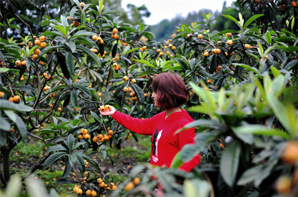 2016重庆周边摘枇杷的地方全在这里啦!.jpg
