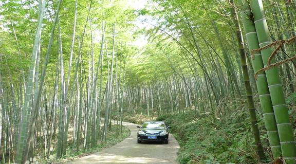 竹海.png 竹海.png